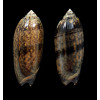 LOT tremulina flammeacolor