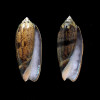 LOT tremulina flammeacolor
