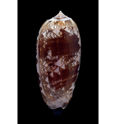 porphyria 81,0mm