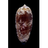 porphyria 81,0mm