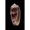 porphyria 81,0mm