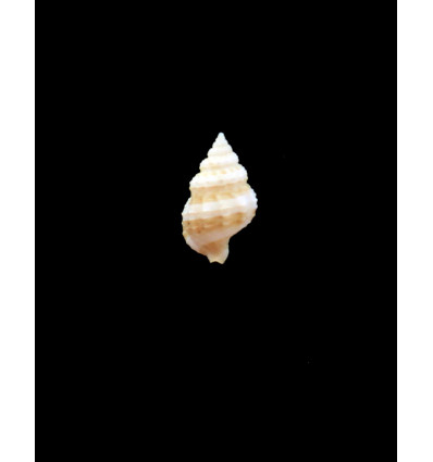 problematica 20,0mm
