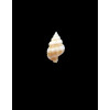 problematica 20,0mm