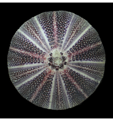 esculentus 140,0mm MONSTER