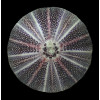 esculentus 140,0mm MONSTER
