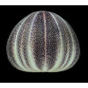 esculentus 140,0mm MONSTER