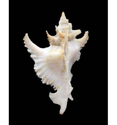 gambiensis 67,0mm