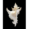 gambiensis 67,0mm