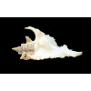 gambiensis 67,0mm