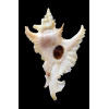 gambiensis 67,0mm