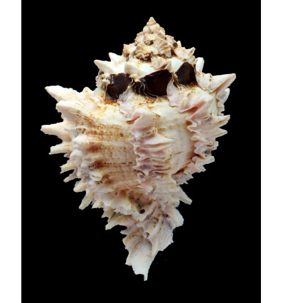 regius 120,0mm