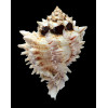 regius 120,0mm