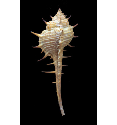 acantostephes 83,0mm