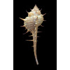 acantostephes 83,0mm