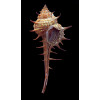acantostephes 83,0mm