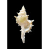 ciboney 48,0mm
