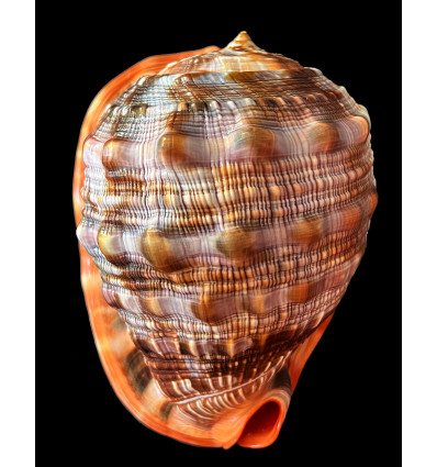 rufa 173,0mm GIANT