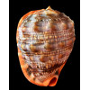 rufa 173,0mm GIANT