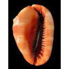 rufa 173,0mm GIANT
