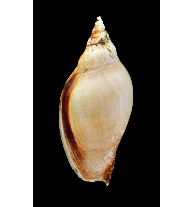 larochei ostenfeldi 113,0mm
