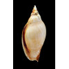 larochei ostenfeldi 113,0mm