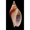 larochei ostenfeldi 113,0mm