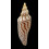 rupestris thatchi 116,0mm