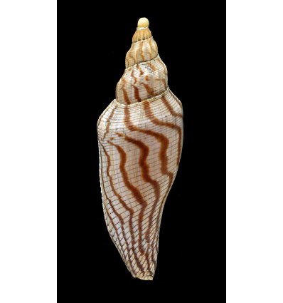 rupestris thatchi 116,0mm