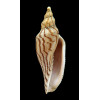 rupestris thatchi 116,0mm