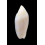 maculata volva 68,0mm RARE