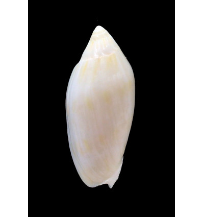 maculata volva 68,0mm RARE