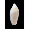 maculata volva 68,0mm RARE