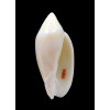 maculata volva 68,0mm RARE