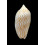 undulata 70,0mm SUPERB