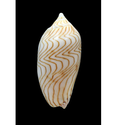 undulata 70,0mm SUPERB