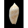 undulata 70,0mm SUPERB