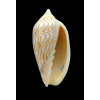 undulata 70,0mm SUPERB