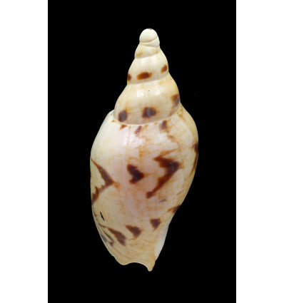 fulgetrum lunisligata 105,0mm
