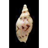 fulgetrum lunisligata 105,0mm