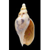 fulgetrum lunisligata 105,0mm
