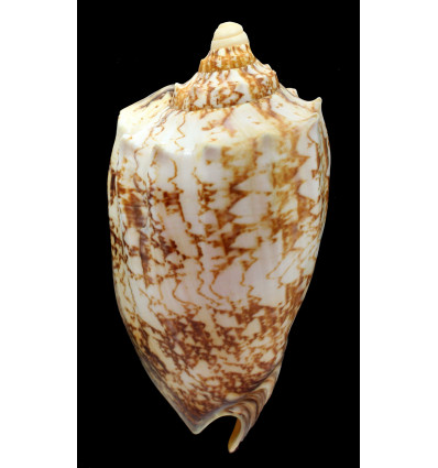 rossiniana 138,6mm RARE