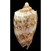 rossiniana 138,6mm RARE