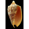 rossiniana 138,6mm RARE