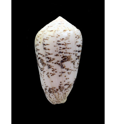arenatus 66,0mm