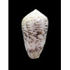 arenatus 66,0mm