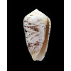 arenatus 66,0mm