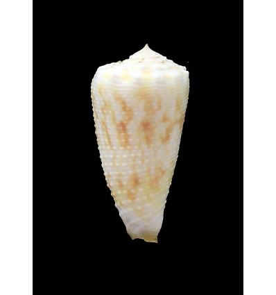 moluccensis 41,2mm SP