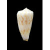 moluccensis 41,2mm SP