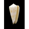 moluccensis 41,2mm SP