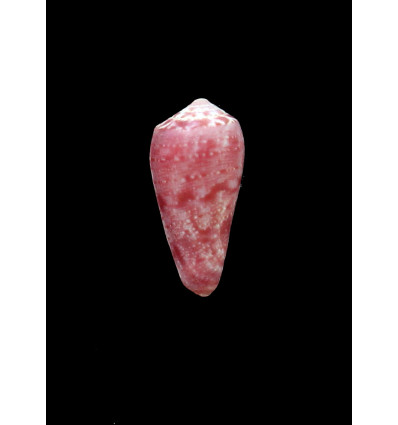 solangeae 30,0mm
